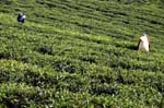 IND7149_ooty_the_tea