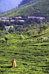 IND7151_ooty_the_tea
