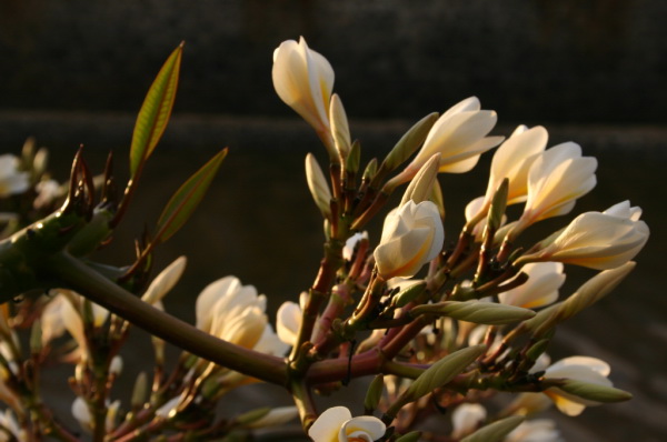 REU022_st_leu_fleur
