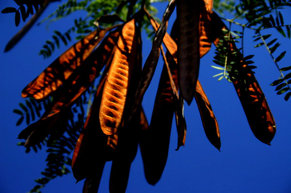 REU045_arbre