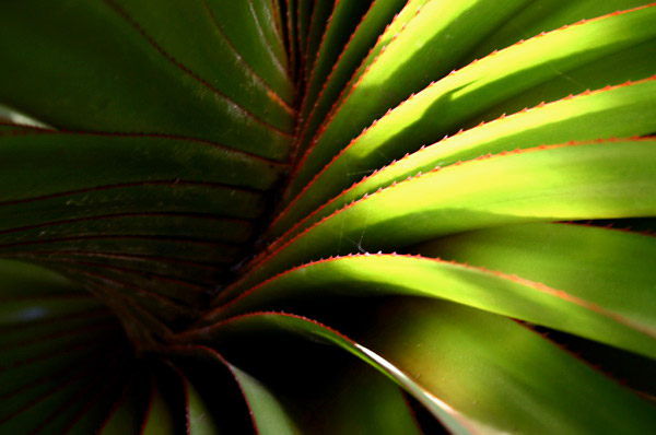 REU080_plante