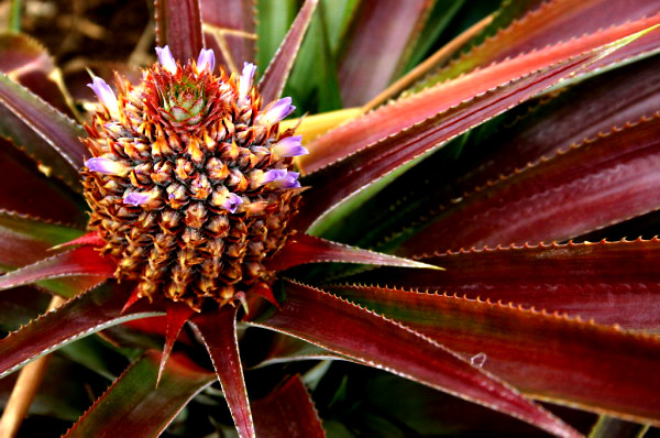 REU091_ananas