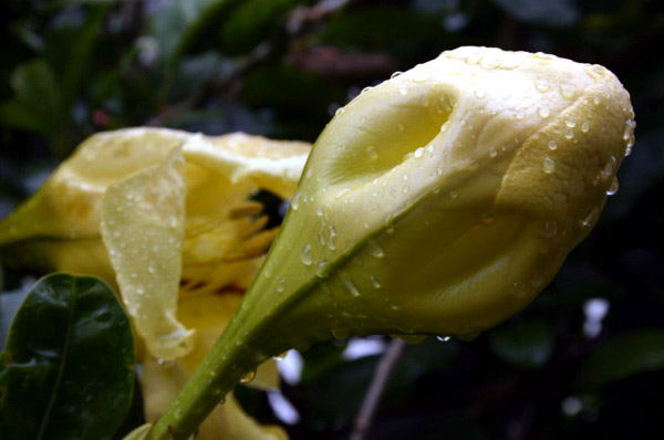 REU354_hell_bourg_fleur