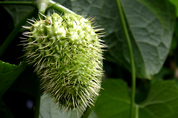 REU385_fruit