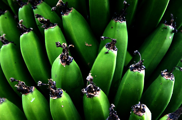 REU387_banane