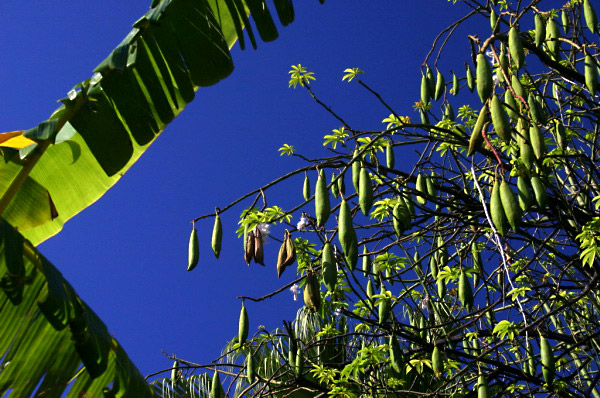 REU467_st_denis_arbre