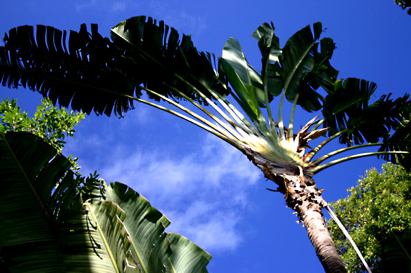 REU488_arbre_voyageur