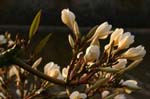 REU022_st_leu_fleur