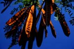 REU045_arbre