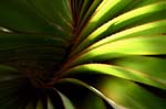 REU080_plante