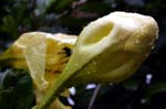 REU354_hell_bourg_fleur