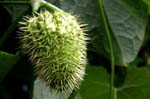 REU385_fruit