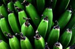 REU387_banane