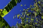 REU467_st_denis_arbre